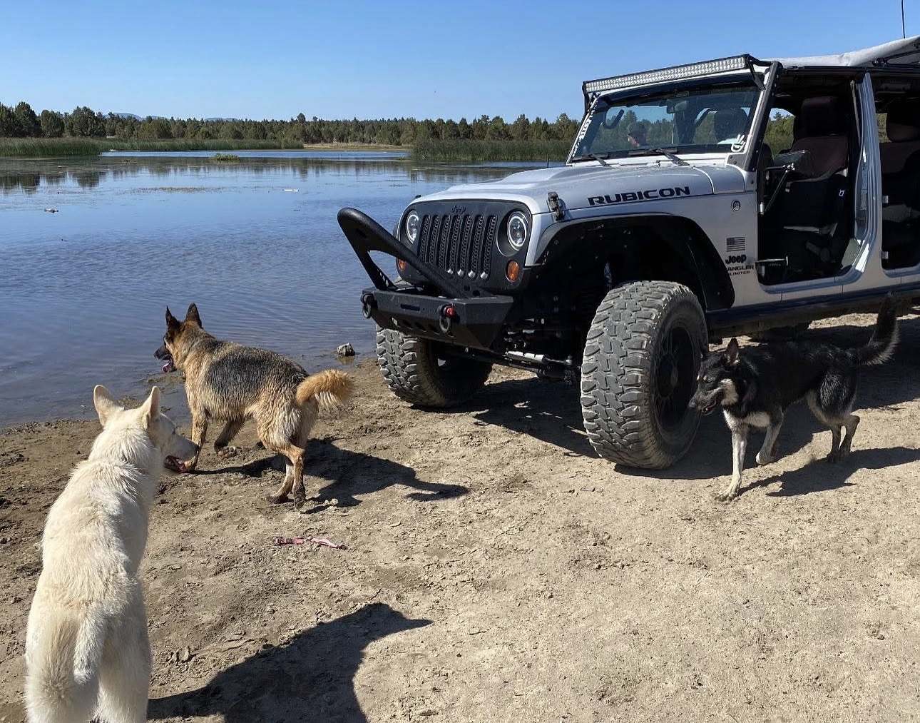 Jeep Dogs